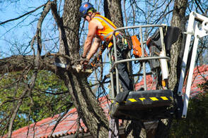 tree trimming by a tree service contractor