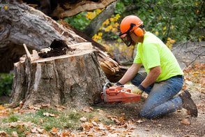 removal of a big stump