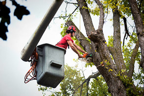tree trimming by a tree service contractor